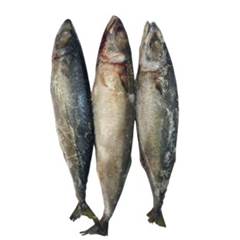 CAVALINHA 2/3 PECAS LEARDINI CX 10KG