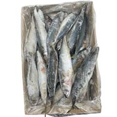 CAVALINHA 2/3 PECAS LEARDINI CX 10KG