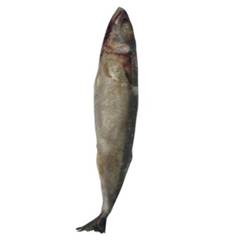 CAVALINHA 2/3 PECAS LEARDINI CX 10KG