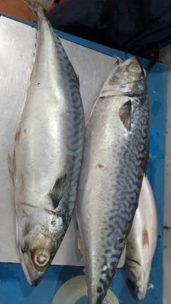 CAVALINHA 500/700  LAGUBRAS CX 15KG