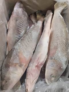 CORVINA INTEIRA 1KG UP LEARDINI CAIXA 17KG
