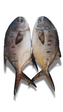 ANCHOVA INTEIRO 300/500 AMIPESCA CX 15KG