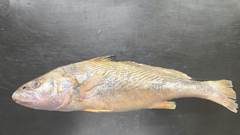 CORVINA INT 1/2 KG AQUAPESCA CX 15KG