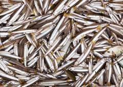 MANJUBA INTEIRA LEARDINI CX 10KG