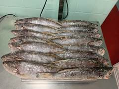 PESCADA INTEIRA 500UP LEAL SANTOS CX 10KG