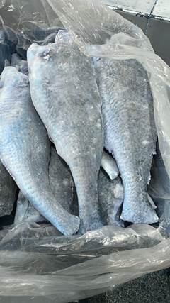 CORVINA EVISCERADA 1/2 PECAS CX 15KG