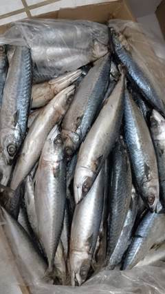 CAVALINHA 2/4 PECAS LEARDINI CX 10KG