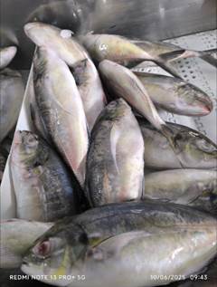 XERELETE 600/800 CASTRO CX15KG