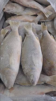 CASTANHA INTEIRA 400UP CX15KG