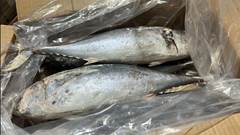 BONITO INTEIRO 3/5KG CAIXA 15KG