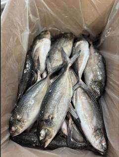 XERELETE INTEIRO 2/3 PECAS LEARDINI CX15KG