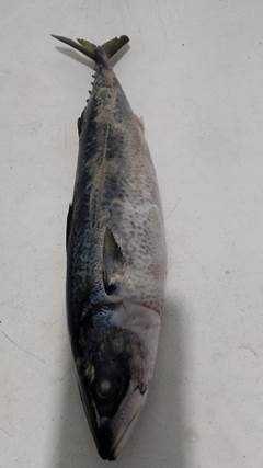 CAVALINHA INTEIRA 400/600 CX15KG