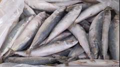 CAVALINHA INTEIRA 3/4 PC CX15KG