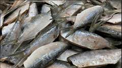 SARDINHA LAGE EVISCERADA PACOTE 1KG CX15KG