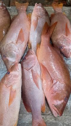 CIOBA DENTAO INTEIRA EVISCERADA  3KG UP KG