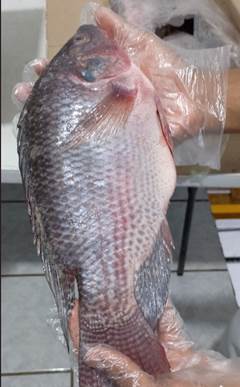 TILAPIA EVISCERADA 800UP CX10KG