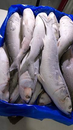 TAINHA IMPORT 1.000UP CAIXA 20KG