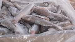 PESCADA MARIA MOLE EVISCERADA CAIXA 15KG