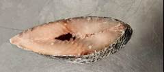 POSTA TILAPIA  PAMPAFOODS CX 15KG