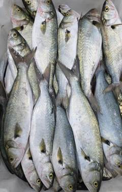 ANCHOVA 400/700 LAGUBRAS CAIXA 15KG