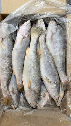 PESCADA INTEIRA 700UP CAIXA 15KG