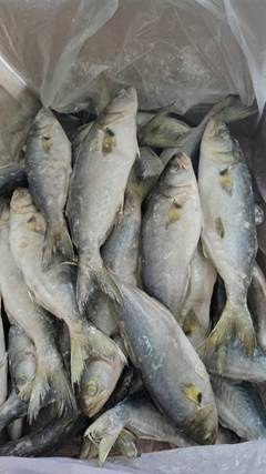 ANCHOVA 300/500 CAIXA 15KG