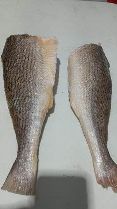 CORVINA EVISCERADA 1/2 PECAS CX 15KG