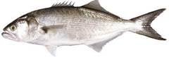 ANCHOVA INTEIRA 500/700 ENVELOPADA CAIXA 15 KG
