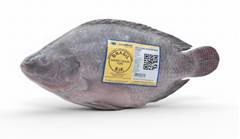 TILAPIA EVISCERADA 700/1200 ENVELOPADA CAIXA15KG