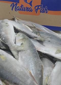 ANCHOVA INTEIRA 2/3 PECAS  CAIXA  15KG