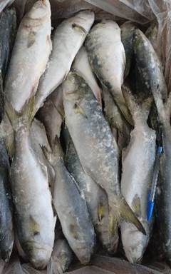 ANCHOVA INTEIRA 300/500  CAIXA 15KG