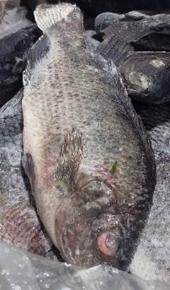 TILAPIA INTEIRA 700UP CAIXA 20KG