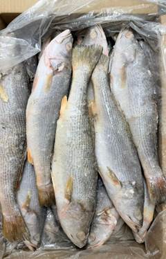 PESCADA INTEIRA 700UP CAIXA 15KG