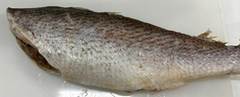 CORVINA EVISCERADA G 15KG