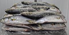 ANCHOVA INTEIRA 500/700 CAIXA 20KG