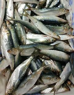 SARDINHA INTEIRA 10/12 PECAS LAGUBRAS CX 15KG