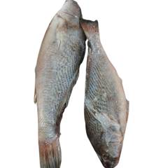 CORVINA  1/2KG  LAGOPESCA  CX 15KG