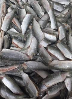 SARDINHA LAGE EVISC 8/10 PC   CX 15KG