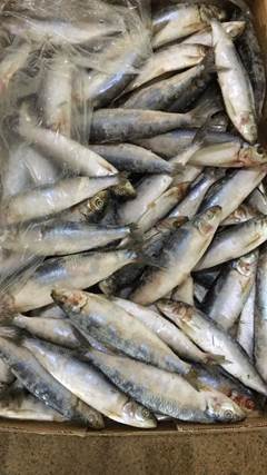 SARDINHA 10/12 PC CASTRO CX 15KG