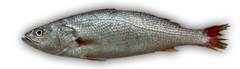 PESCADA INT 600 UP LAGUBRAS CX 15KG