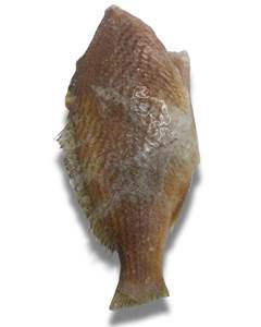 CASTANHA EVISC 3/5 PC LEARDINI CX 17KG